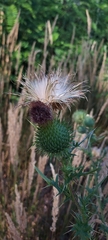 Cirsium