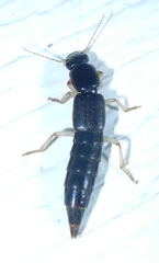 Pinophilus