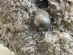 Bunodosoma cavernatum