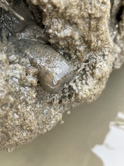 Bunodosoma cavernatum