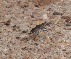 Ellipsoptera sperata