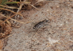 Ellipsoptera sperata