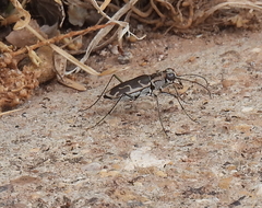 Ellipsoptera sperata