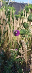 Bombus impatiens