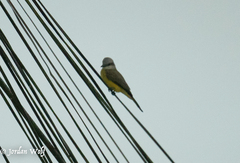 Tyrannus melancholicus