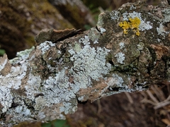 Physcia tribacioides