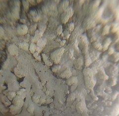 Physcia tribacioides