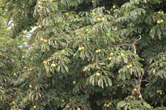 Aesculus hippocastanum