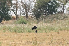 Corvus corone