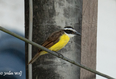 Pitangus sulphuratus