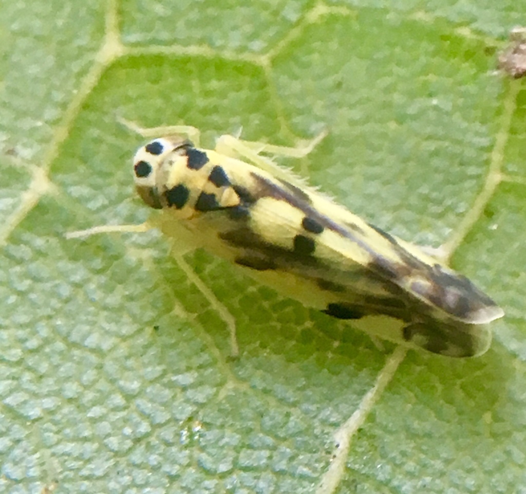 Eupteryx