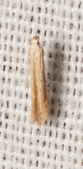 Tischerioidea