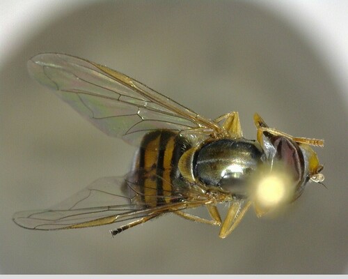 iNaturalist observation photo of Margined Calligrapher