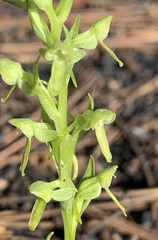 Platanthera brevifolia