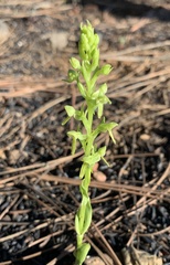 Platanthera brevifolia