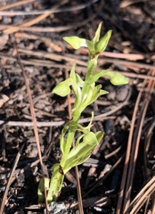Platanthera brevifolia