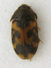 Mycetophagus flexuosus
