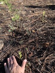Platanthera brevifolia