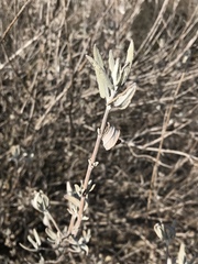 Salvia leucophylla