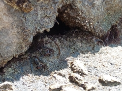 Pachygrapsus marmoratus