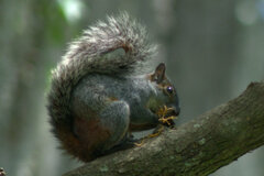 Sciurus aureogaster