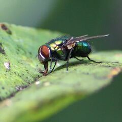 Lucilia ampullacea