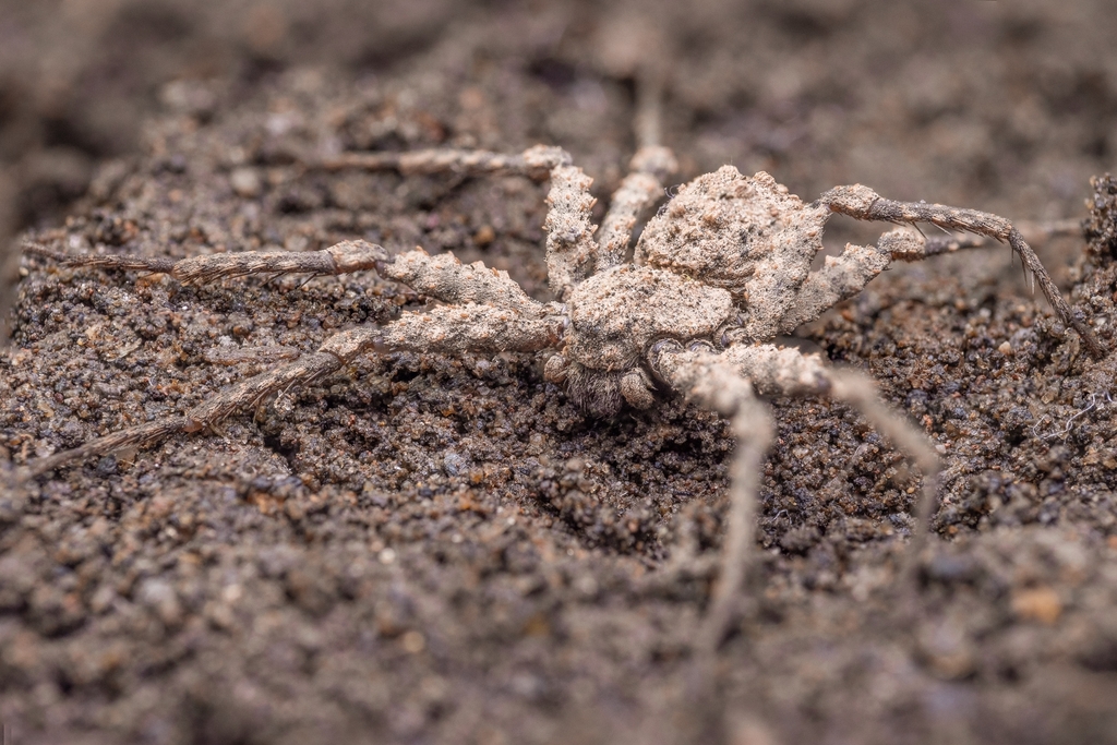 Sicarius crustosus