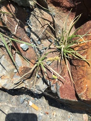 Plantago maritima juncoides