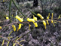 Acacia caroleae