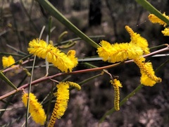 Acacia caroleae