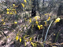 Acacia caroleae
