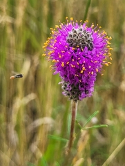 Dalea purpurea