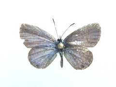 Leptotes cassius cassidula