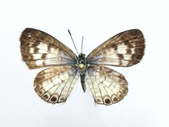 Leptotes cassius cassidula