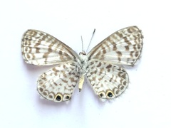 Leptotes cassius cassidula