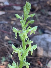 Platanthera brevifolia