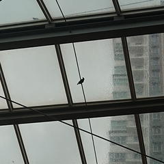 Acridotheres grandis