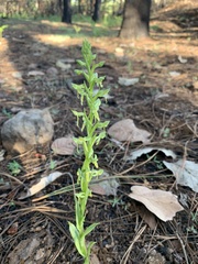 Platanthera brevifolia