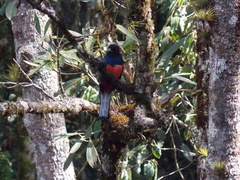 Trogon surrucura