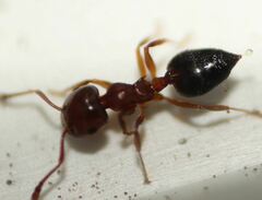 Crematogaster pinicola
