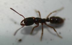Pseudoponera stigma