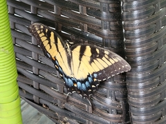 Papilio glaucus