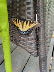 Papilio glaucus
