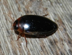 Hydaticus bimarginatus