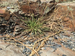 Plantago maritima juncoides
