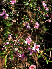 Boronia glabra