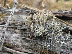 Cladonia polydactyla
