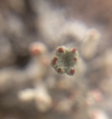Cladonia polydactyla