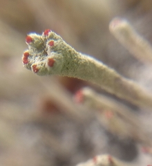 Cladonia polydactyla