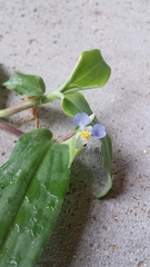 Commelina suffruticosa